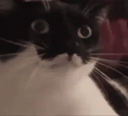 :Chat_tamtam_speed:
