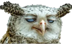 :hibou_crack: