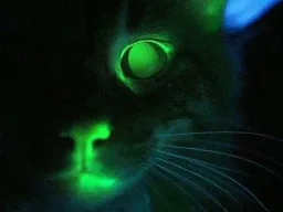 :chat_glow_:
