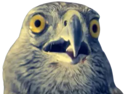 :oiseau_rapace_: