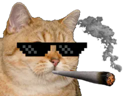 :chat_petard: