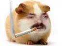 :Hamster_cigare: