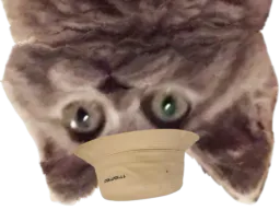 :Chatbobenvers: