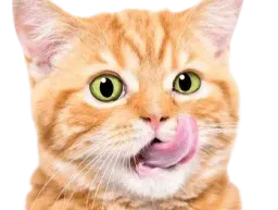 :chat_leche2: