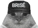 :chat_brise: