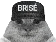 :chat_brise: