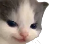 :Chat_selection_naturelle_: