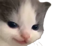 :Chat_selection_naturelle_: