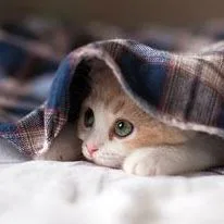 :Chat_mignon_copain:
