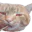 Photo de profil de MeguNyan3