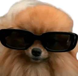 :spitz_lunettes: