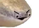 :poissonvener: