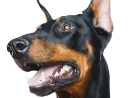 :dobermann: