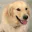 Photo de profil de GoldenRetriever