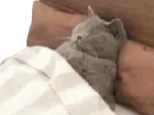 :Chadort: