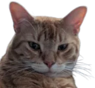 :Chat_Seulet_: