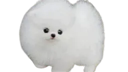 :chien_mignon:
