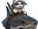 :chat_requin: