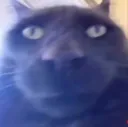 :chat_ok: