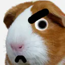 Cuy