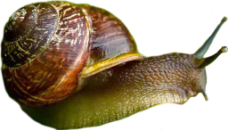 :snail: