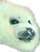 :Phoque_vicieux: