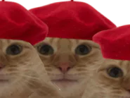 :caht: