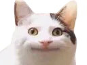 :chat_sourire_rond: