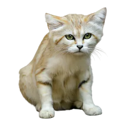 :Chat_desert_fatigue: