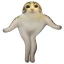 :chat_marrant_danse: