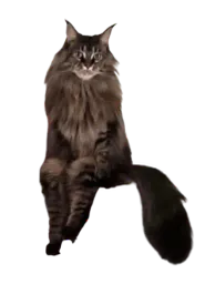 :chat_assis: