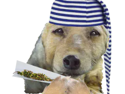 :chiendodo_joint: