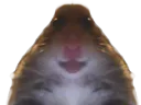 :Hampter_face: