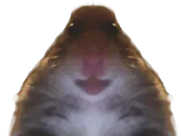 :Hampter_face:
