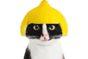 :chatcitron: