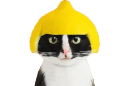 :chatcitron: