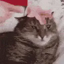 :chat_verite: