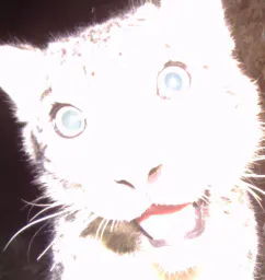 :chatbizarre: