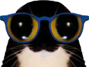 :chat_lunettes_2: