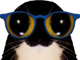 :chat_lunettes_2: