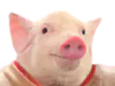 :Cochon_avec_un_col_rouge: