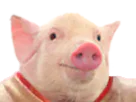 :Cochon_avec_un_col_rouge: