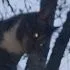 :demonchat: