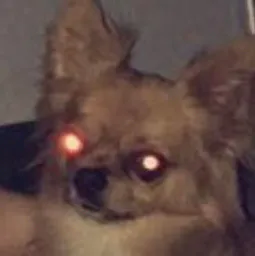 :chien2: