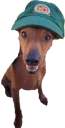 :chienrsa: