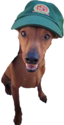 :chienrsa: