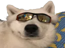 :chien_lunettes: