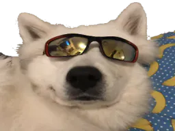 :chien_lunettes: