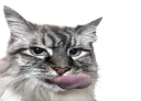 :chatlick2:
