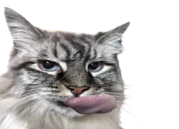 :chatlick2: